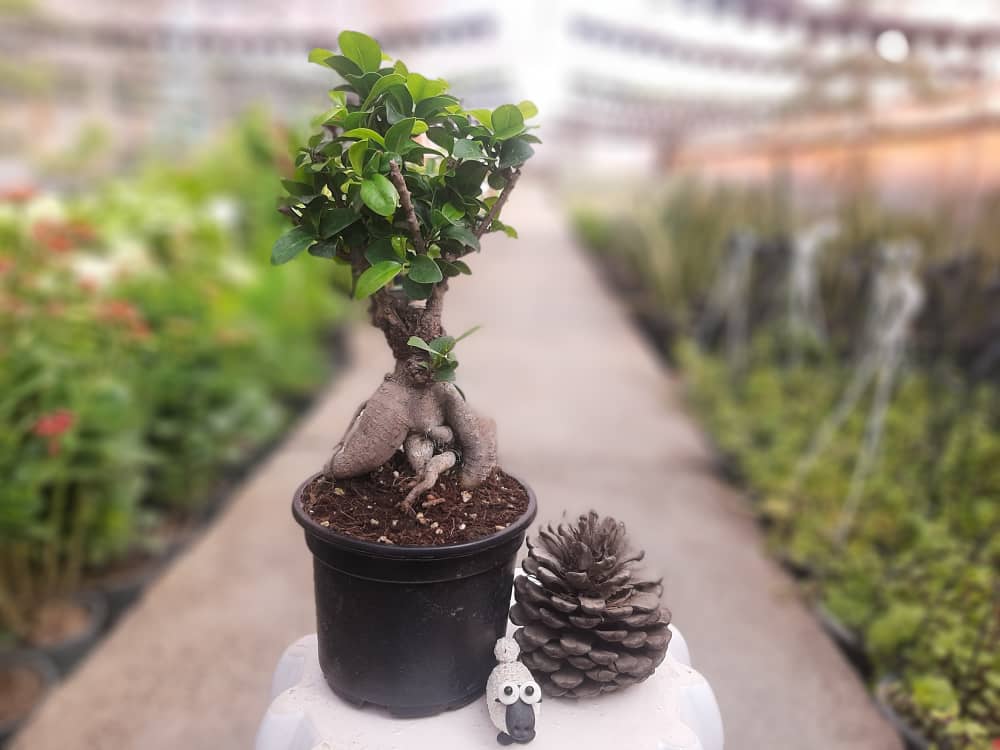 گلدان گل بونسای