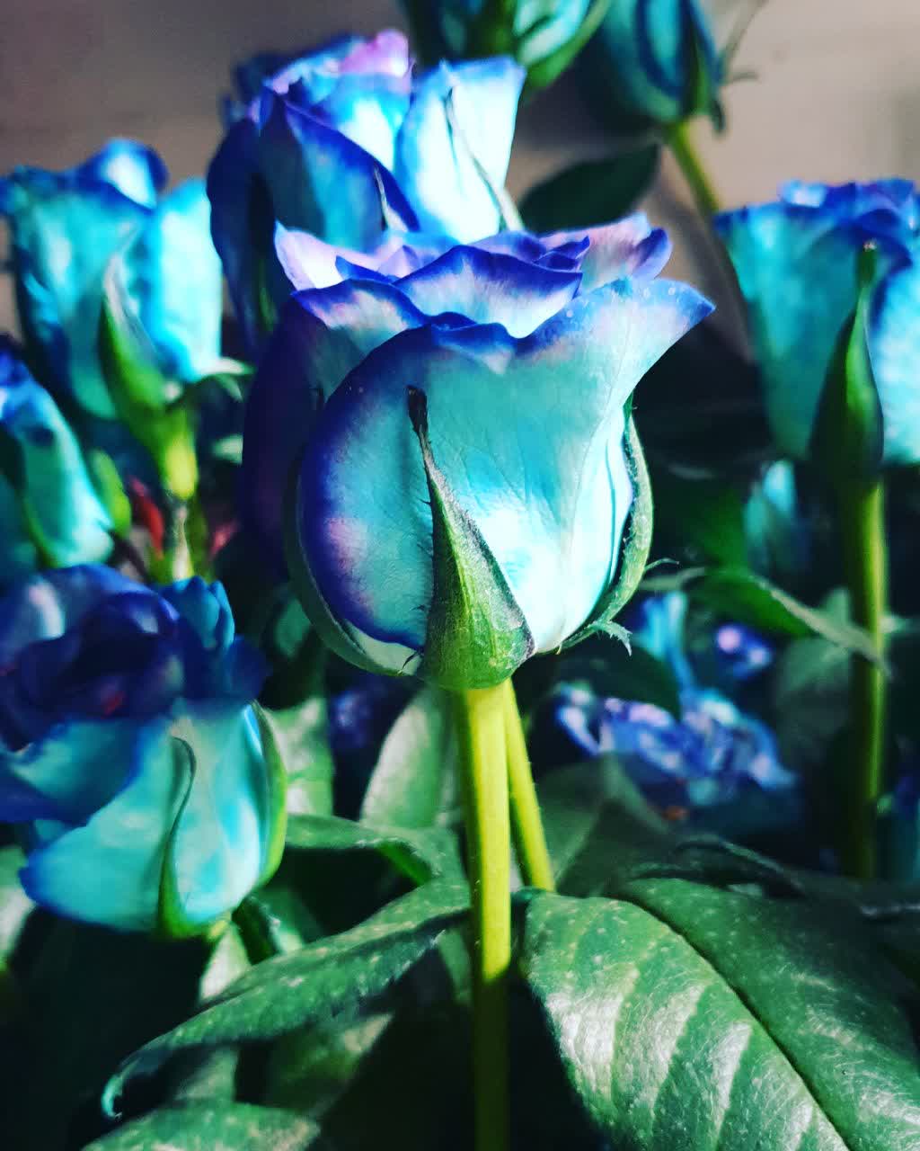 Blue rose branch